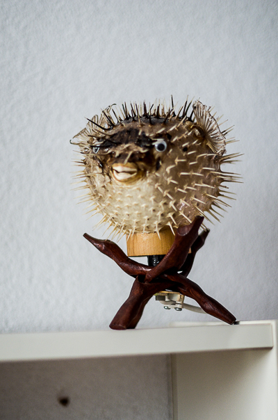 Inside Bortusk's studio - puff fish