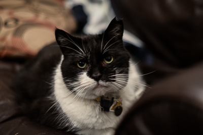 At home with My Dog Sighs - Bob