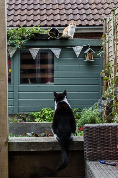 My Dog Sigh's cat Bob