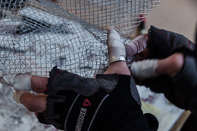 Edoardo Tresoldi's hands