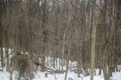 View from Ron English's home