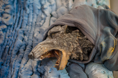 Inside Ron English's second studio - Wolf