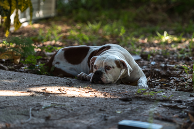 Beautiful Rocco, my favorite dog