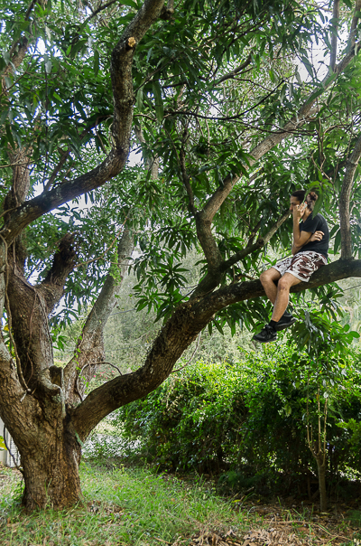 On the Poinciana tree